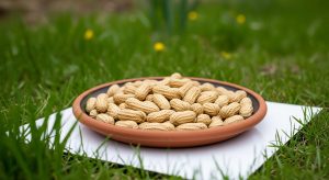 بهترین بادام زمینی آستانه